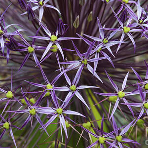 Allium Christophii Flower Pattern by Tim Gainey