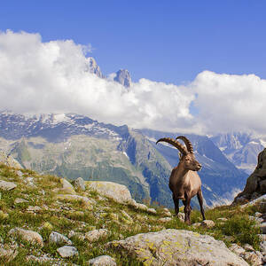 Alpine ibex by Mircea Costina Photography