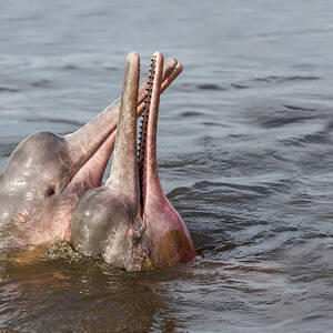 Amazon River Dolphins by M. Watson