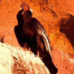 Andean Condor by Art Wolfe