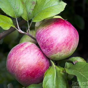 2 Apples on Tree by Steven Ralser