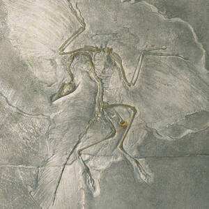 Archaeopteryx Bird Fossil Solnhofen by Konrad Wothe
