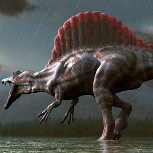 Artwork Of A Spinosaurus Dinosaur by Mark Garlick
