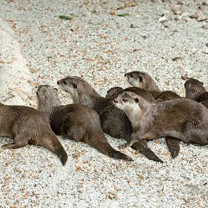 Asian Small Clawed Otters by Science Photo Library