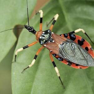 Assassin Bug Eulyes Sp by Fletcher & Baylis