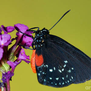 Atala Butterfly by Millard H. Sharp