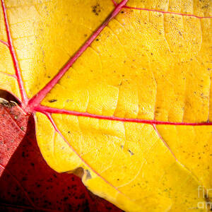 Autumn Abstract  by Cheryl Baxter