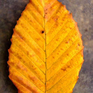 Autumn Beech Leaf on Stone Two by Chris Bordeleau