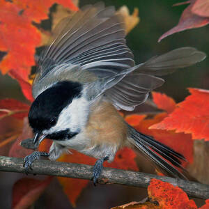 Autumn Chickadee by Leda Robertson