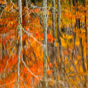 Autumn Forest Reflection by Jeff Sinon