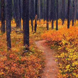 Autumn in Yellowstone by Raymond Salani III