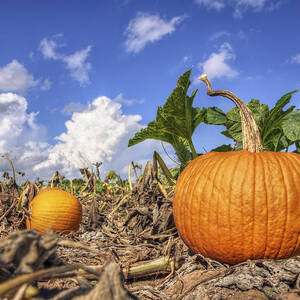 Autumn Pumpkin Patch - Fall - Halloween by Jason Politte