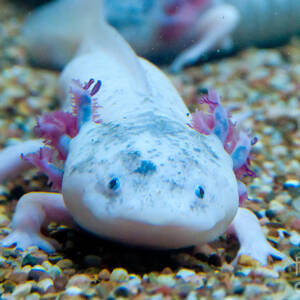 Axolotl by Mark Newman