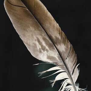 Bald Eagle Feather by Thomas And Pat Leeson