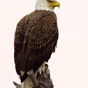 Bald Eagle Portrait Photograph by John Vose - Fine Art America
