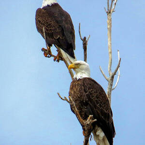 Bald Eagle Pair Perched by Dawn Key