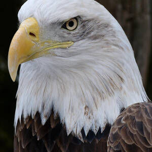 Bald Eagle Portrait by Craig Leaper