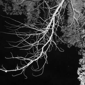 Bare Tree Branch by Eric Forster