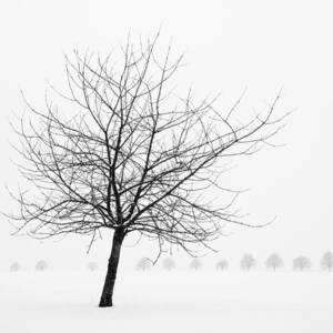 Bare tree in winter - wonderful black and white snow scenery by Matthias Hauser