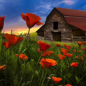Barn in Poppies by Debra and Dave Vanderlaan