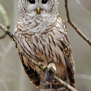 Barred Owl With Mouse by Scott Linstead