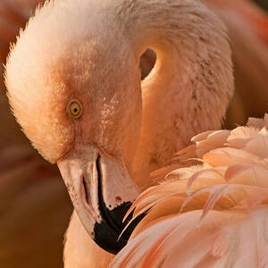 Basking in the Light by Theo OConnor