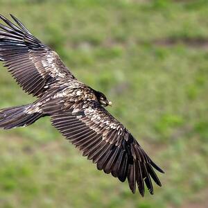 Bearded Vulture In Flight by Science Photo Library