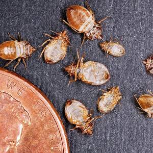 Bed Bugs With A Us One Cent Coin by Science Photo Library