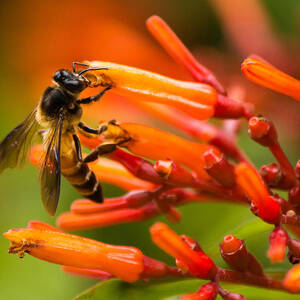 Bee on firebush flower by SAURAVphoto Online Store