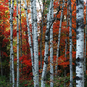 Birch Cluster in Fall by David T Wilkinson