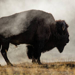 Bison In Mist, Upper Geyser Basin by Adam Jones