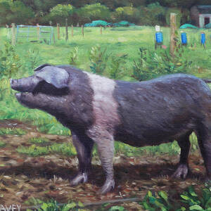 Black And White Pig on Farm by Martin Davey