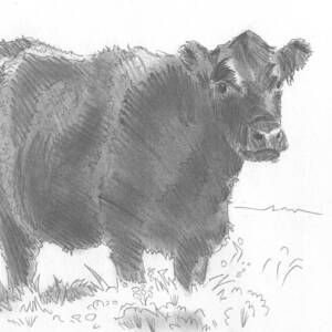 Featured image of post Cow Pencil Drawing Images Hd : Affordable and search from millions of royalty free images, photos and vectors.