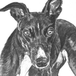 Brindle Greyhound Face in Profile Drawing by Kate Sumners - Fine Art ...
