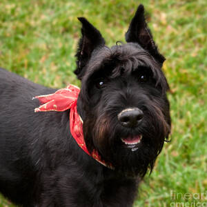 Black German Schnauzer by Iris Richardson