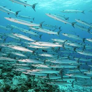 Blackfin Barracuda In Palau by Science Photo Library