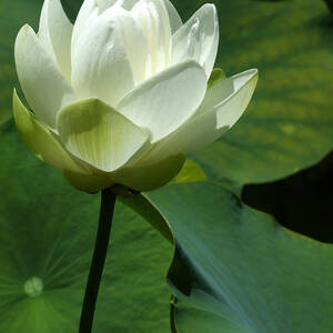 Blooming White Lotus by Sabrina L Ryan