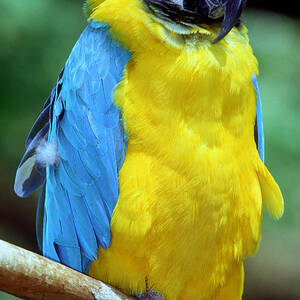 Blue And Yellow Macaw by Millard H. Sharp
