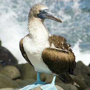 Blue-footed Booby by Science Photo Library