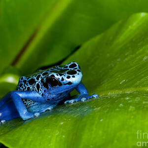 Blue Poison Dart Frog Dendrobates by Dennis Flaherty