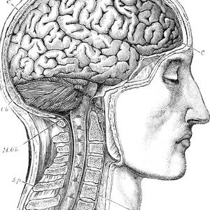 Brain From Right Side, 1883 by British Library
