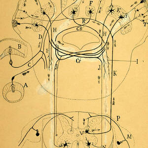 Brain Vestibular Sensor Connections by Cajal 1899 by Science Source