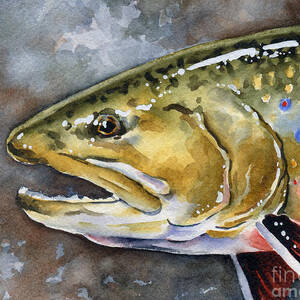 Brook Trout by David Rogers