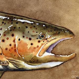 Brown Trout by David Rogers
