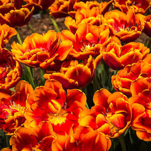 Burst of Brightness by Bob Kinnison