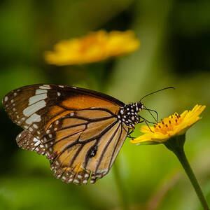 Butterfly - Common Tiger by SAURAVphoto Online Store