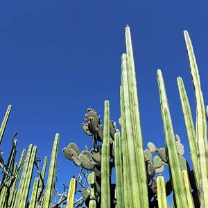 Cacti by Science Photo Library