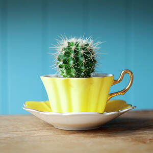 Cactus Growing In Teacup On Desk by Ian Nolan