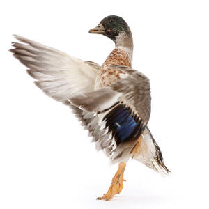 Call Duck Drake, Wing-whirring by Mark Taylor
