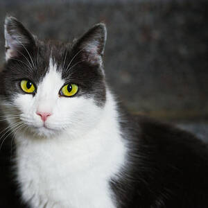 Cat black and white with green and yellow eyes by Matthias Hauser